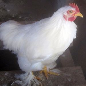 mysterychickrooster2.jpg
this one is definitely a rooster, as he has started crowing.