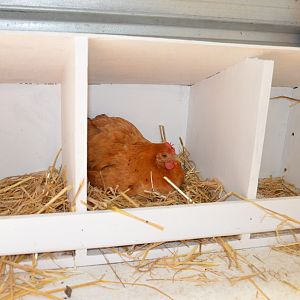 nesting boxes