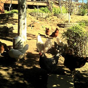 Some shady chickens.