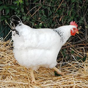 Queen believed to be a Delaware hen.