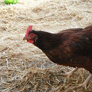 "Journey" our Rhode Island Red  hates our nesting boxes and is constantly searching for new places to lay.