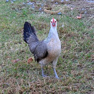 young silver Pheonix hen