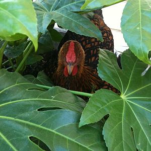 Big Momma sitting on her egg, she likes to lay in our planter.