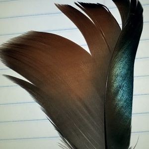 Just a cool picture of an eclipse sail feather