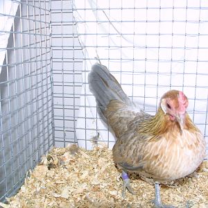 Blue Light Brown Dutch Pullet