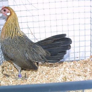 Light Brown Dutch Pullet