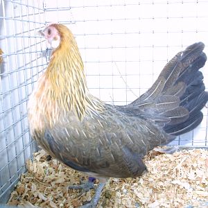 Light Brown Dutch Pullet