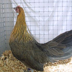 Light Brown Dutch Pullet