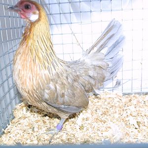 Blue Light Brown Dutch Pullet