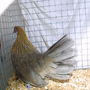 Blue Light Brown Dutch Pullet