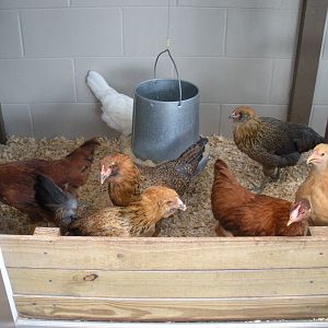 New gate we built for the growing girls.