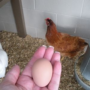 First Egg!