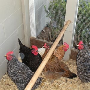 Last year's girls