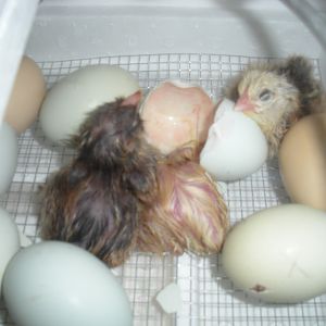 They are hatching...success!