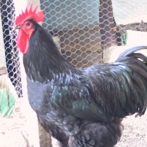 Champio Black Australorp cock 2010