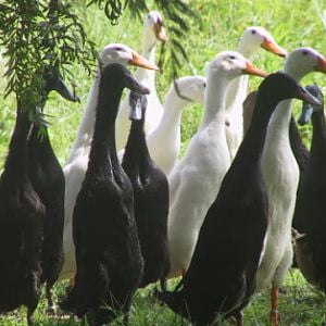 Black and white runner ducks