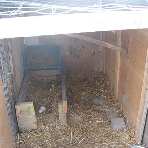 IMG_4557.JPG
this is what I made them yesterday,now there's plenty of space,and they have used the nestbox ~! I also masde a smaller entrance door for them for the daytime,this way I can open the big door for cleaning and collecting eggs,what do you think?