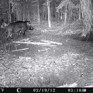 Wild boar @35' & 45'