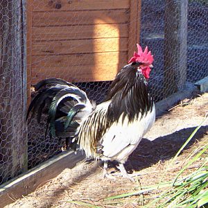 This is Henry. He is a Lakenvelder. Age unknown for he was a stray. Loves Peanuts. Protector of the girls.