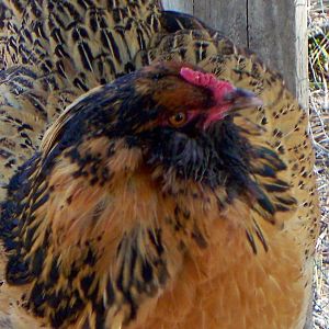 This is EE Cinder. Nine months old from MPC. She lays a large olive egg. Jumps for treats.      Also year old.