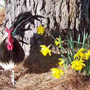 Henry in the daffodils looking for bird seed.