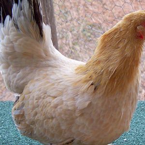 This is Bambi. I think she may be a Nankin? I am her 3-4th owner.I dont' know how old she is. Loves bananas! She is so sweet. You can tote her around like a kitten.      I was told she is a Japanese bantam.