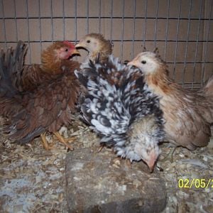 These chicks hatched 11.19.11 and 11.20.11 all from eggs from Butterfinger Blast and his hens