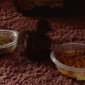 Baby duck with food and water
