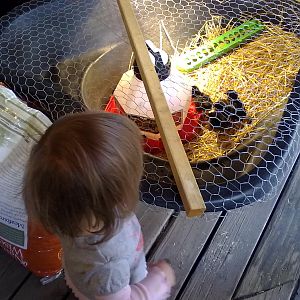 Abagail watching HER chickens.  Man she loves these guys