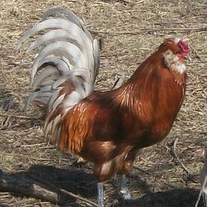 Painted White Plume Rooster,  2nd generation