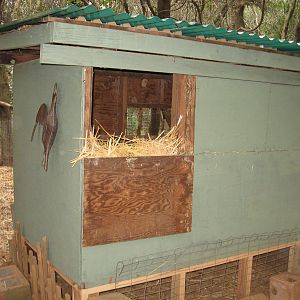 We cut doors in the back of the nesting area to access eggs without having to go inside the pen.  The house is 6x4, we lifted it off the ground about 18 inches to make it easier to rake out from the inside.  The house was orginally made as a hog house, we recycled it when we relpaced hogs with clucks.