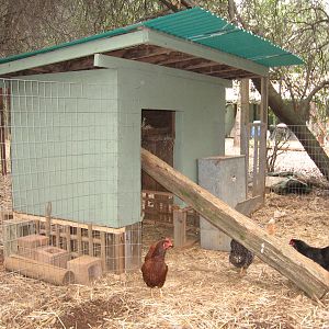This is a picture of the house from the inside of the pen.  We recently remade the pen and moved the house.  It got a new corigated vinyl room, and a coat of paint.  The girls now have a yard about 25' square.  Happy girls!