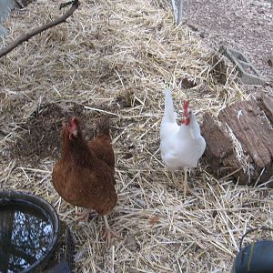 Psycho bird and her friend.   The sexlink is laying, but the leghorn has not laid for at least 6-8 months.  Why do I even keep her?