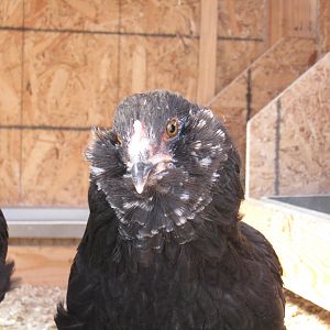 Laverne's amazing speckled muffs!