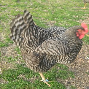 Elsea, cant help it shes my favorite barred rock  hen....