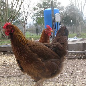 6 month pullet