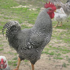 this is Benny , barred rock roo. that I won at lincolnton when he was a young'un.... thats Tillie who just has to have her pic taken too...