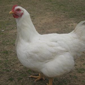 this is Helen,  she is a cornish cross broiler hen, I just couldnt kill... shes weighing almost 20lbs, she is such a sweetheart it took her a long time to learn how to be a chicken, but now she free ranges with everyone else,  she loves to sit in the nest box, the boys dont treat her any different than the other hens