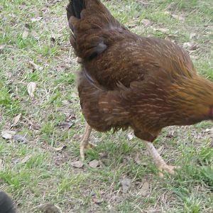 Another of the 6 month old pullets, she looks like she is going to be a nice one.
