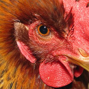 A healthy hen has a good clear eye