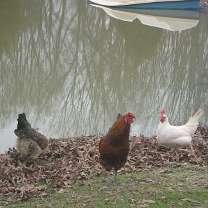 Uncle Daddy, Twin and Golden free ranging down at the pond , these three are living full time in  the barn and are doing good I had one loss, to drowning, in a water trough