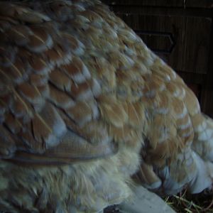 My favorite lap hen's lacing, EE  RIP, cocoa.  She is missed dearly.