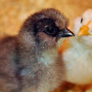 Baby chicks Mimolette and Lady Rene