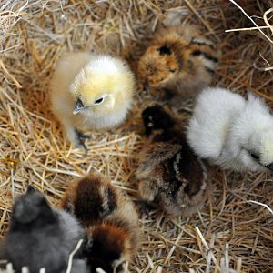 baby silkies