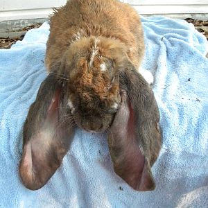 my english lop doe