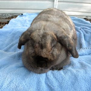 my floppy ear rabbit