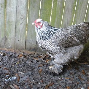 my dark brahma hen