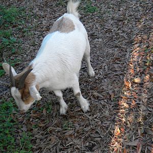 my goat i hope she is pregnant :)
