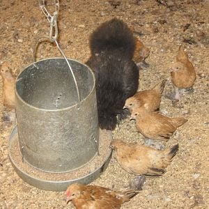 Little Mama with her adopted D'uccles.