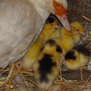 Momma duck and ducklings.